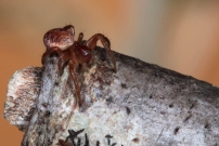 Une araniella (Araneae - Araneidae - Araniella sp.)